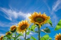 Sunflowers with blue sky in the summertime. Blooming sunflowers on the field. Sunflower natural background, sunflower blooming Royalty Free Stock Photo