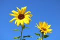 Sunflowers on a blue sky Royalty Free Stock Photo