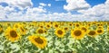 Sunflowers blue sky and White Clouds Nature Sommer Season
