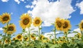 Sunflowers blue sky and White Clouds Nature Sommer Season Royalty Free Stock Photo