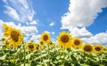 Sunflowers blue sky and White Clouds Nature Sommer Season Royalty Free Stock Photo