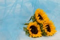 Sunflowers in a blue tinsel veil Royalty Free Stock Photo