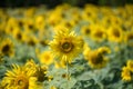 Sunflowers with blur foliage bokeh in the field in summer Royalty Free Stock Photo