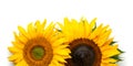 Sunflowers Border Isolated on White Background