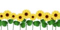 Sunflowers border. Seamless blooming sunflowers and leaf horizontal pattern, paper floristry rustic style, floral decor