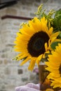 Sunflowers bouquet against a brick wall Royalty Free Stock Photo