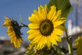 Sunflowers on the branch fullsun Royalty Free Stock Photo