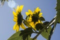Sunflowers on the branch fullsun Royalty Free Stock Photo