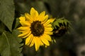 Sunflowers on the branch fullsun Royalty Free Stock Photo