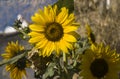 Sunflowers on the branch fullsun Royalty Free Stock Photo