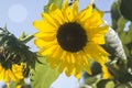 Sunflowers on the branch fullsun Royalty Free Stock Photo