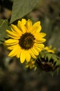 Sunflowers on the branch fullsun Royalty Free Stock Photo