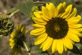 Sunflowers on the branch fullsun Royalty Free Stock Photo