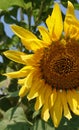 Sunflowers with bright sky backrounds are light blue