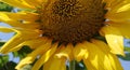 Sunflowers with bright sky backrounds are light blue