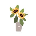 Sunflowers in bucket. Fresh cut field flowers with leaf in vase. Blossomed showy floral plant with leaves in pot