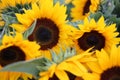 Sunflowers Royalty Free Stock Photo