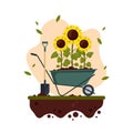 Sunflowers cartoon with wheelbarrow and shovel grown in a garden. Summer agriculture flat style vector illustration. Royalty Free Stock Photo