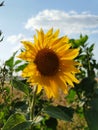 Sunflowers close up Royalty Free Stock Photo