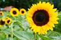 sunflowers close up. Black and yellow striped bee, honey bee, pollinating sunflowers close up