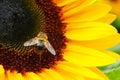 sunflowers close up. Black and yellow striped bee, honey bee, pollinating sunflowers close up