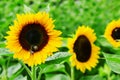 sunflowers close up. Black and yellow striped bee, honey bee, pollinating sunflowers close up