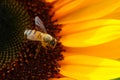 sunflowers close up. Black and yellow striped bee, honey bee, pollinating sunflowers close up