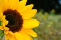 sunflowers close up. Black and yellow striped bee, honey bee, pollinating sunflowers close up