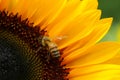 sunflowers close up. Black and yellow striped bee, honey bee, pollinating sunflowers close up