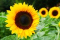 sunflowers close up. Black and yellow striped bee, honey bee, pollinating sunflowers close up