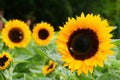 sunflowers close up. Black and yellow striped bee, honey bee, pollinating sunflowers close up