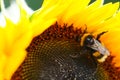 sunflowers close up. Black and yellow striped bee, honey bee, pollinating sunflowers close up