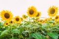 Sunflowers close-up in the field. Stage photograph of the blooming sun, Lots of sunflowers in the evening sun. Royalty Free Stock Photo