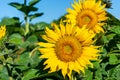 Sunflowers close-up on a field in summer against a blue sky. Agriculture Royalty Free Stock Photo
