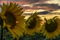 Sunflowers Close-up On The Sunflower Field On The Background Of A Beautiful Sunset