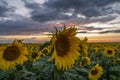 Sunflowers close-up on the sunflower field on the background of a beautiful sunset Royalty Free Stock Photo