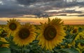 Sunflowers close-up on the sunflower field on the background of a beautiful sunset Royalty Free Stock Photo