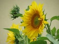 Sunflowers close up Royalty Free Stock Photo