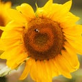 The sunflowers closeup.