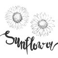 Sunflowers, Coloring book, Hand draw illustration, Isolated on white Royalty Free Stock Photo