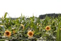 Sunflowers in the cornfield with plenty of corn.