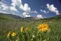 Sunflowers in Crested Butte, CO Royalty Free Stock Photo
