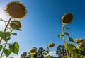 Sunflowers cultivation on the Tuscany hills