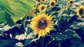 Sunflowers and dancing butterflies