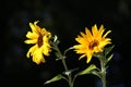 Sunflowers on a dark background Royalty Free Stock Photo