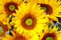 Sunflowers in detail as a background Royalty Free Stock Photo