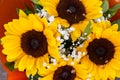 Sunflowers in detail as a background Royalty Free Stock Photo