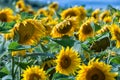 Sunflowers detail with the sky in background Royalty Free Stock Photo