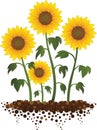 Sunflowers growing in the garden illustration