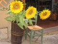 Sunflowers displayed outside a store. Royalty Free Stock Photo